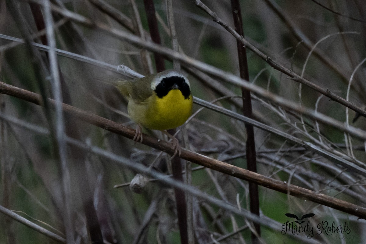 Common Yellowthroat - ML442842071