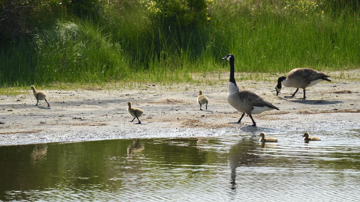 Canada Goose - Sunil Thirkannad