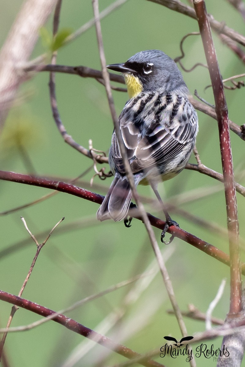 Kirtland's Warbler - ML442842831