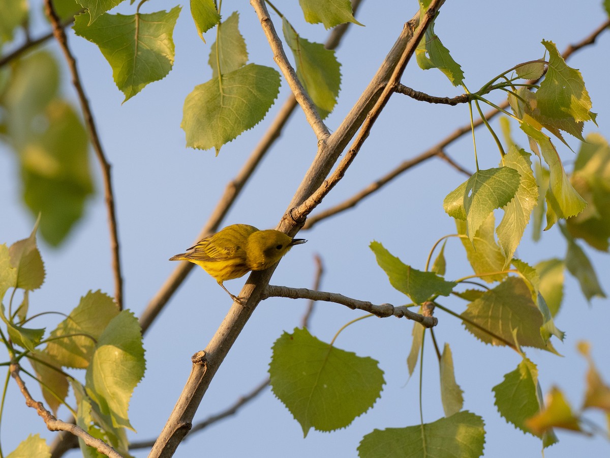 Yellow Warbler - ML442843241