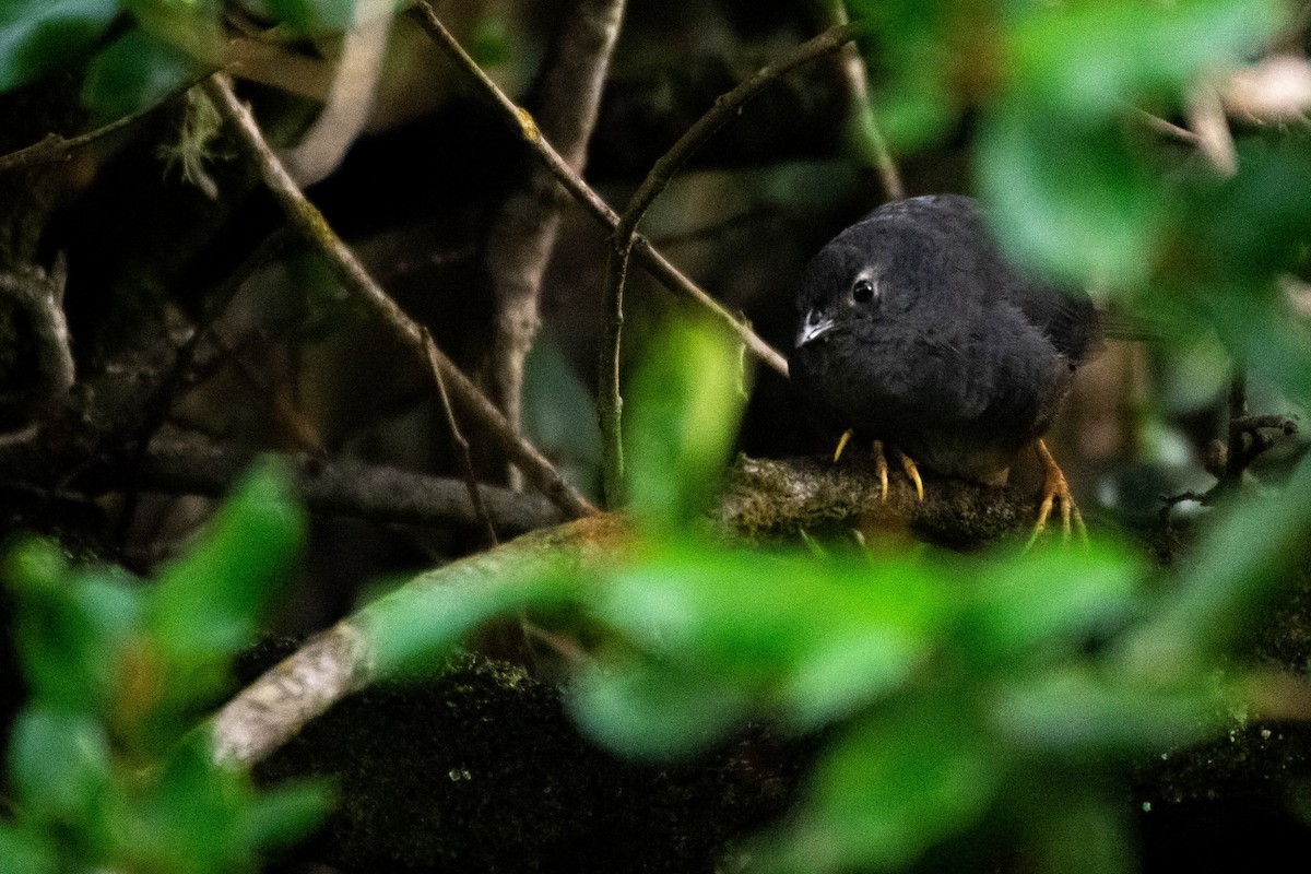 Ochre-flanked Tapaculo - Pablo Galdames