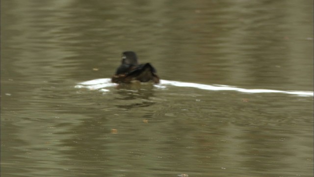 Wood Duck - ML442845