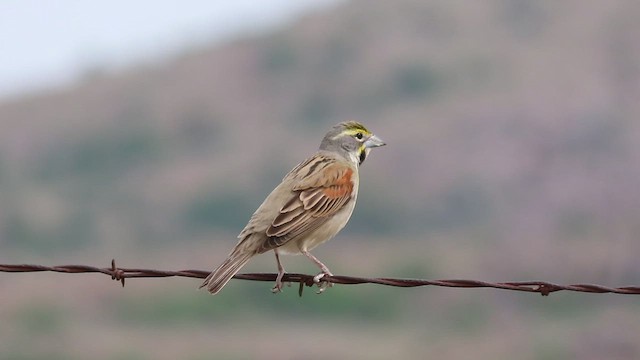 Dickcissel d'Amérique - ML442845951