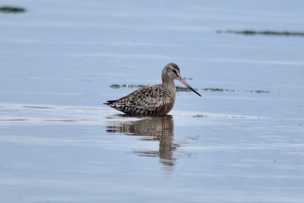 Hudsonian Godwit - ML442845961