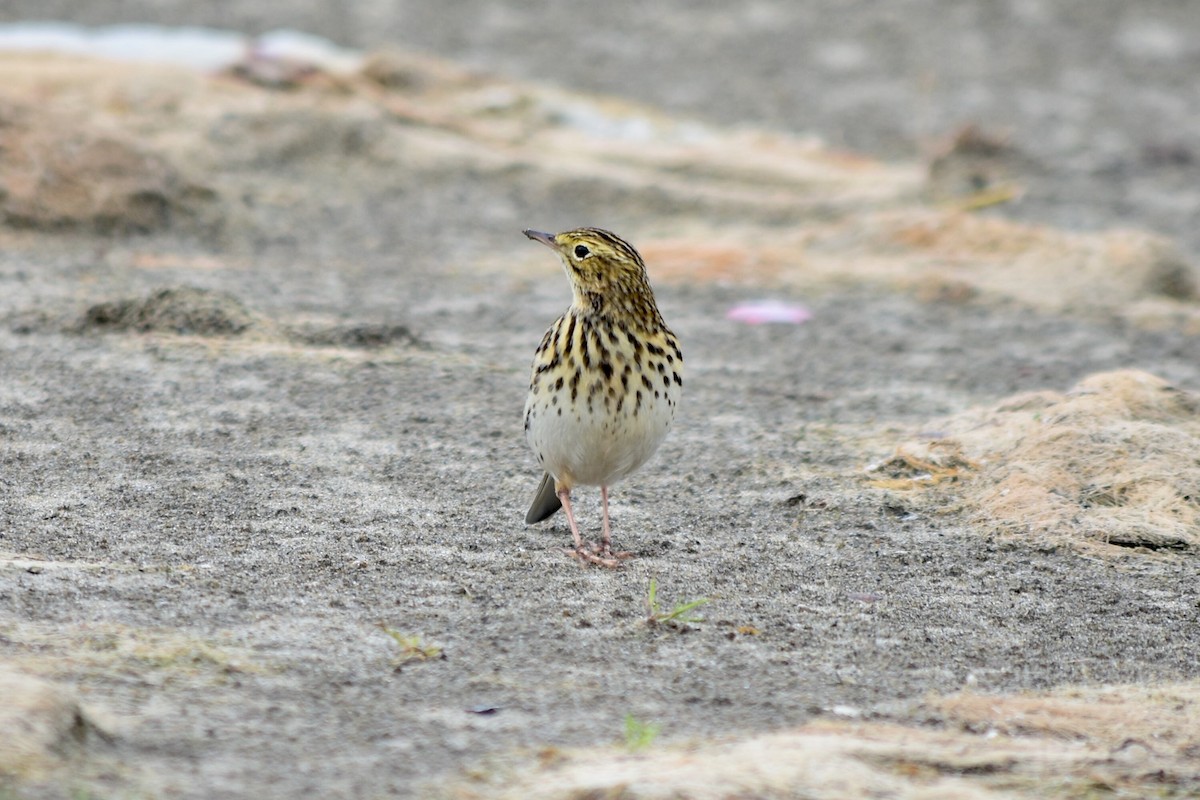 Correndera Pipit - ML442847401