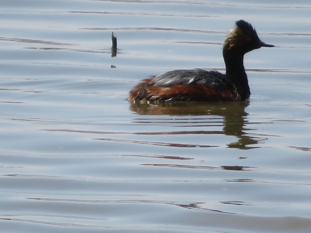 Eared Grebe - ML442849121