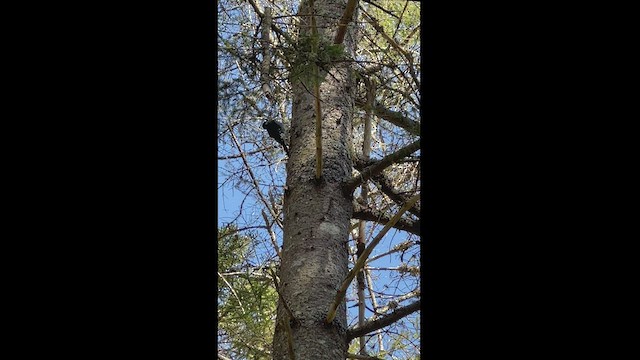 Black-backed Woodpecker - ML442849151