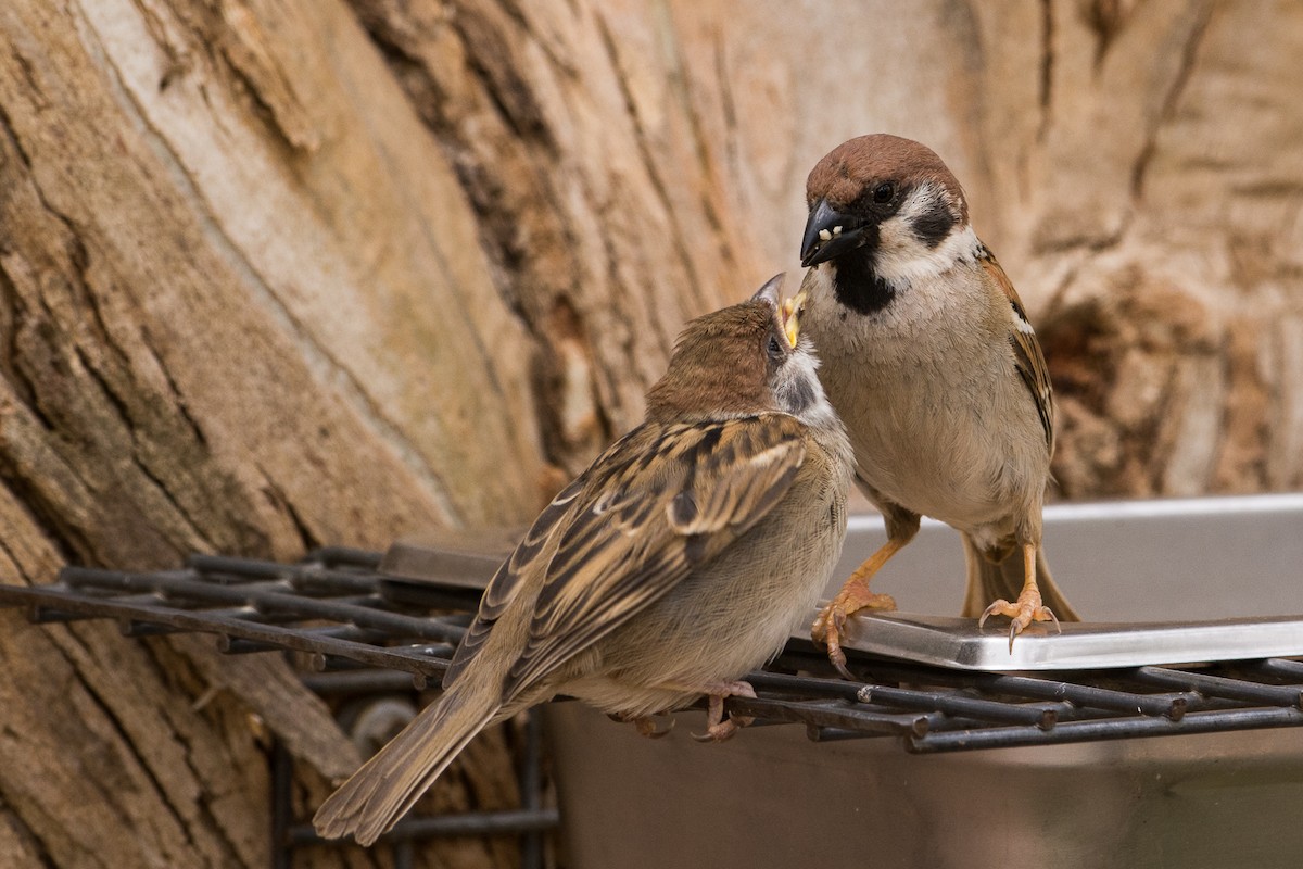 Eurasian Tree Sparrow - John  Van Doorn