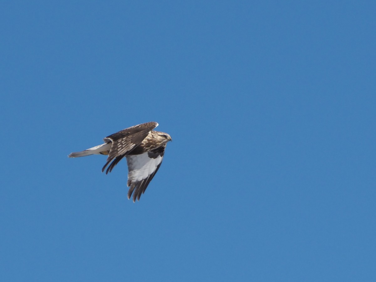 Rough-legged Hawk - ML442849241