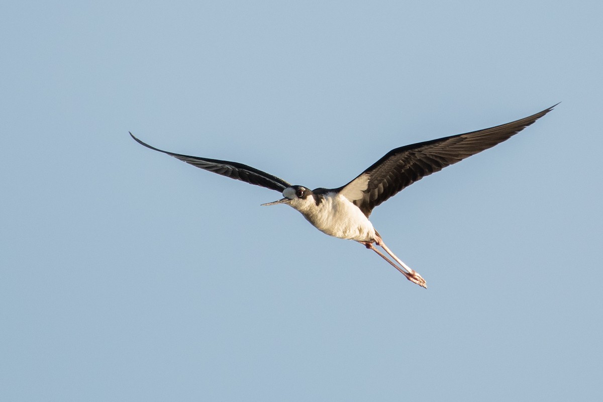 Black-necked Stilt - ML442849411