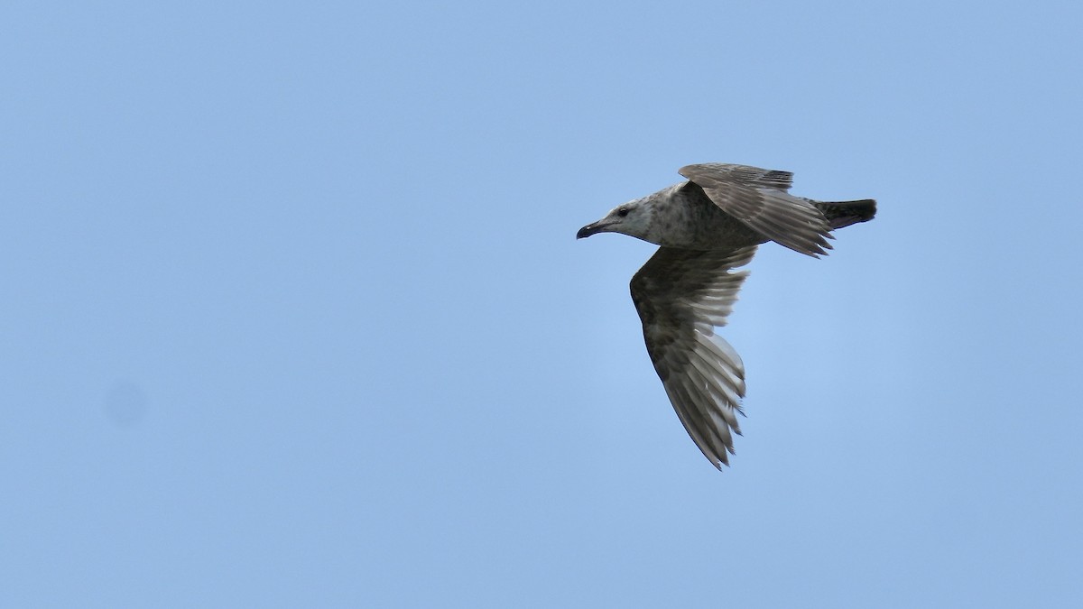 Herring Gull - Sunil Thirkannad