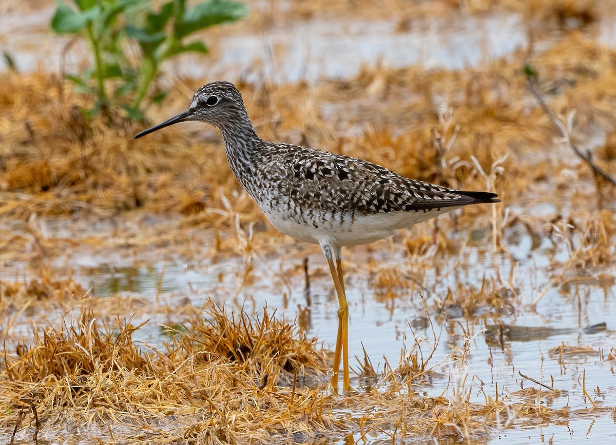 Lesser Yellowlegs - ML442850531