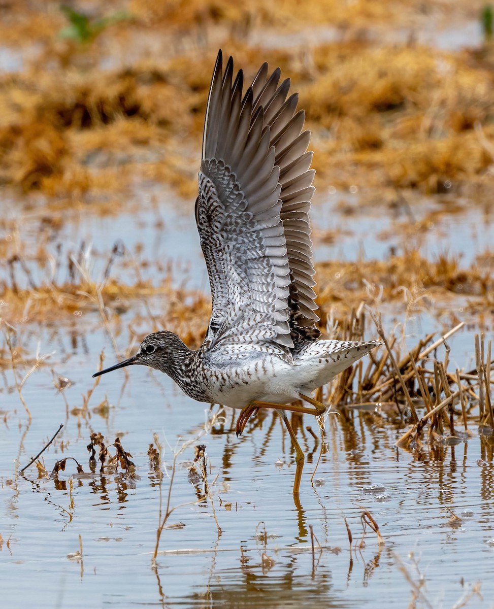 Lesser Yellowlegs - ML442850731