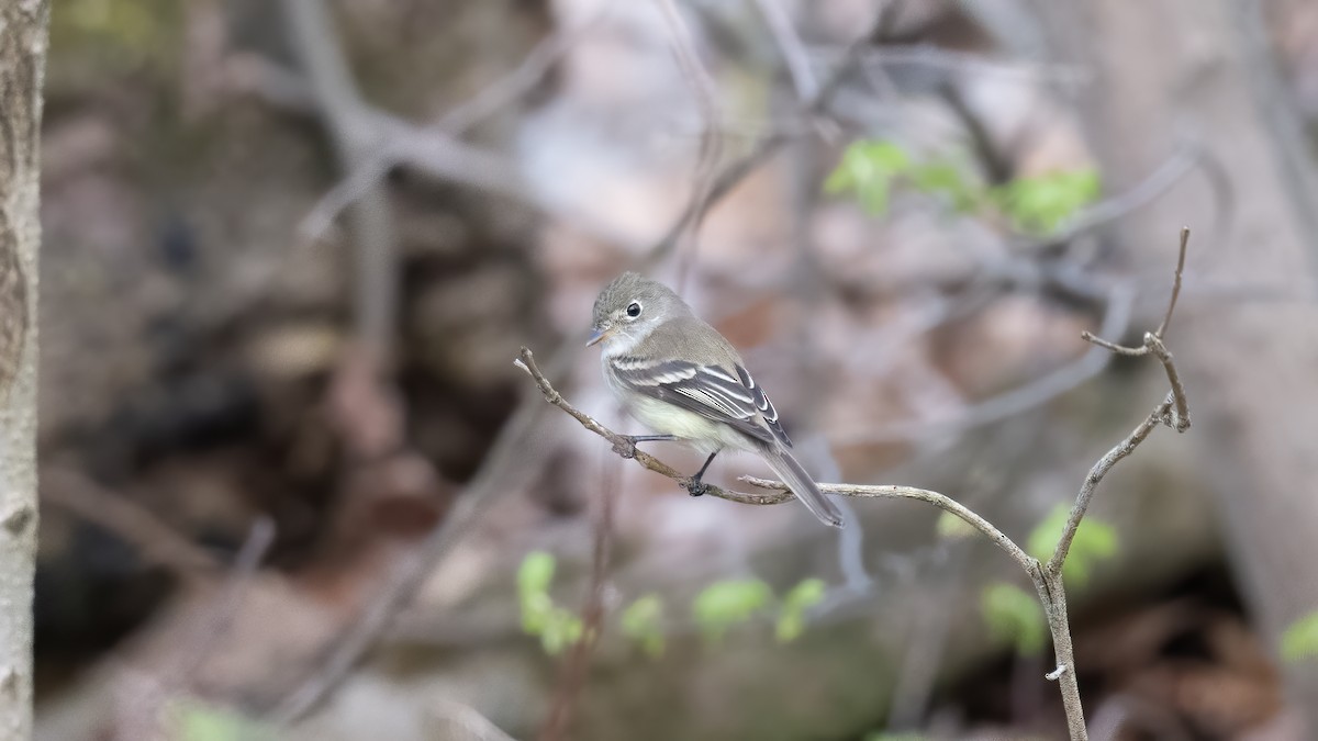 Least Flycatcher - ML442852991