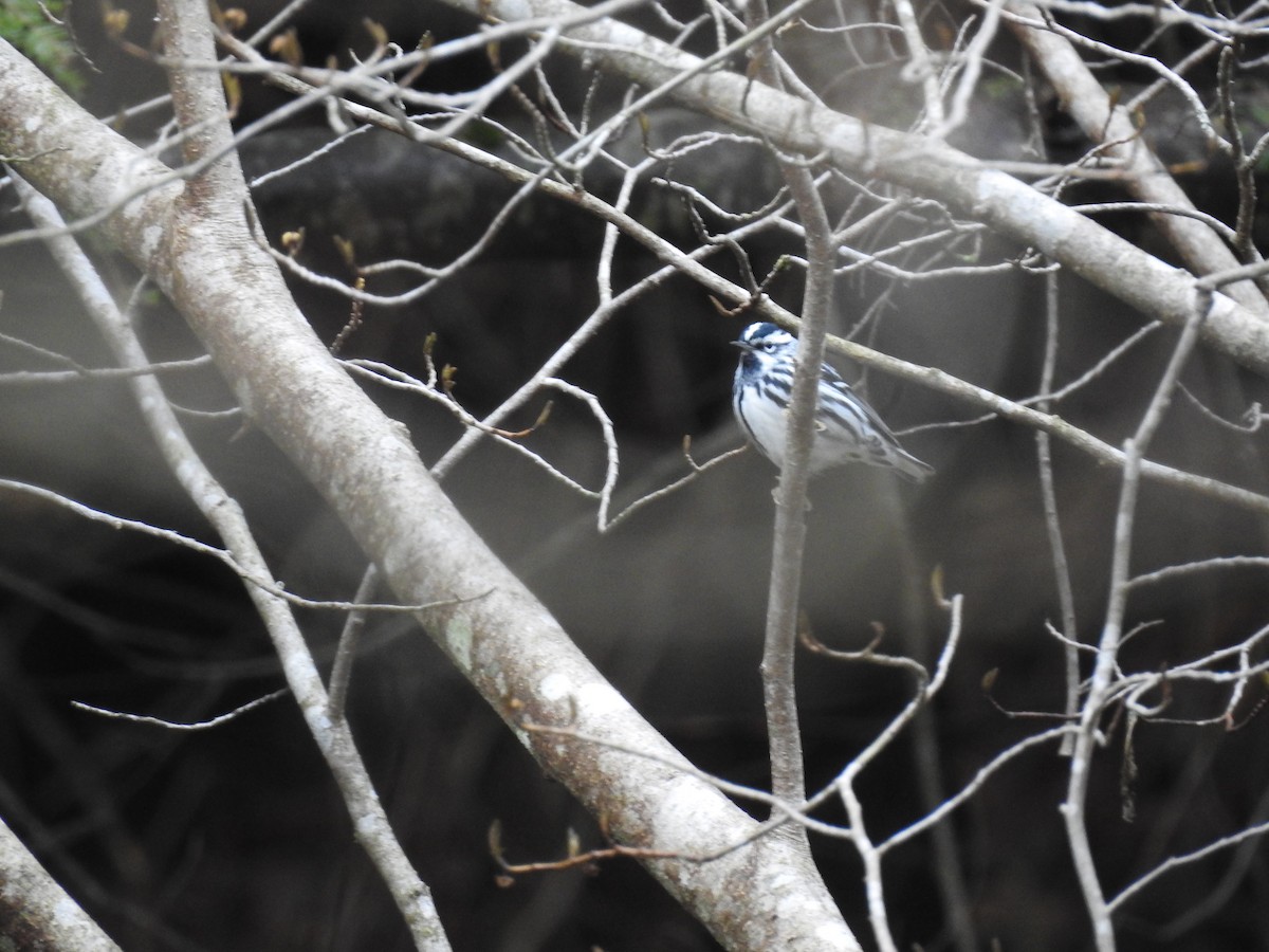 Black-and-white Warbler - ML442855011