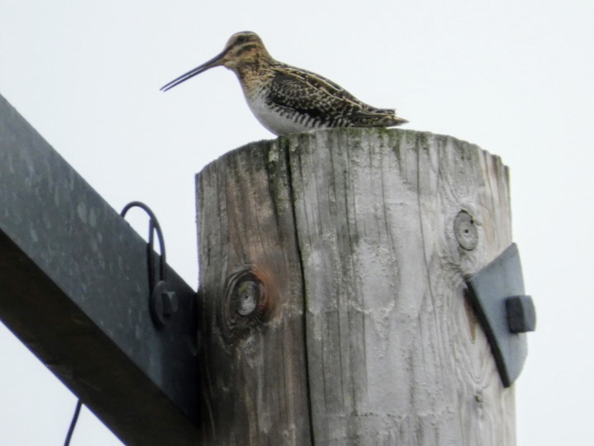 Wilson's Snipe - patricia kuzma sell