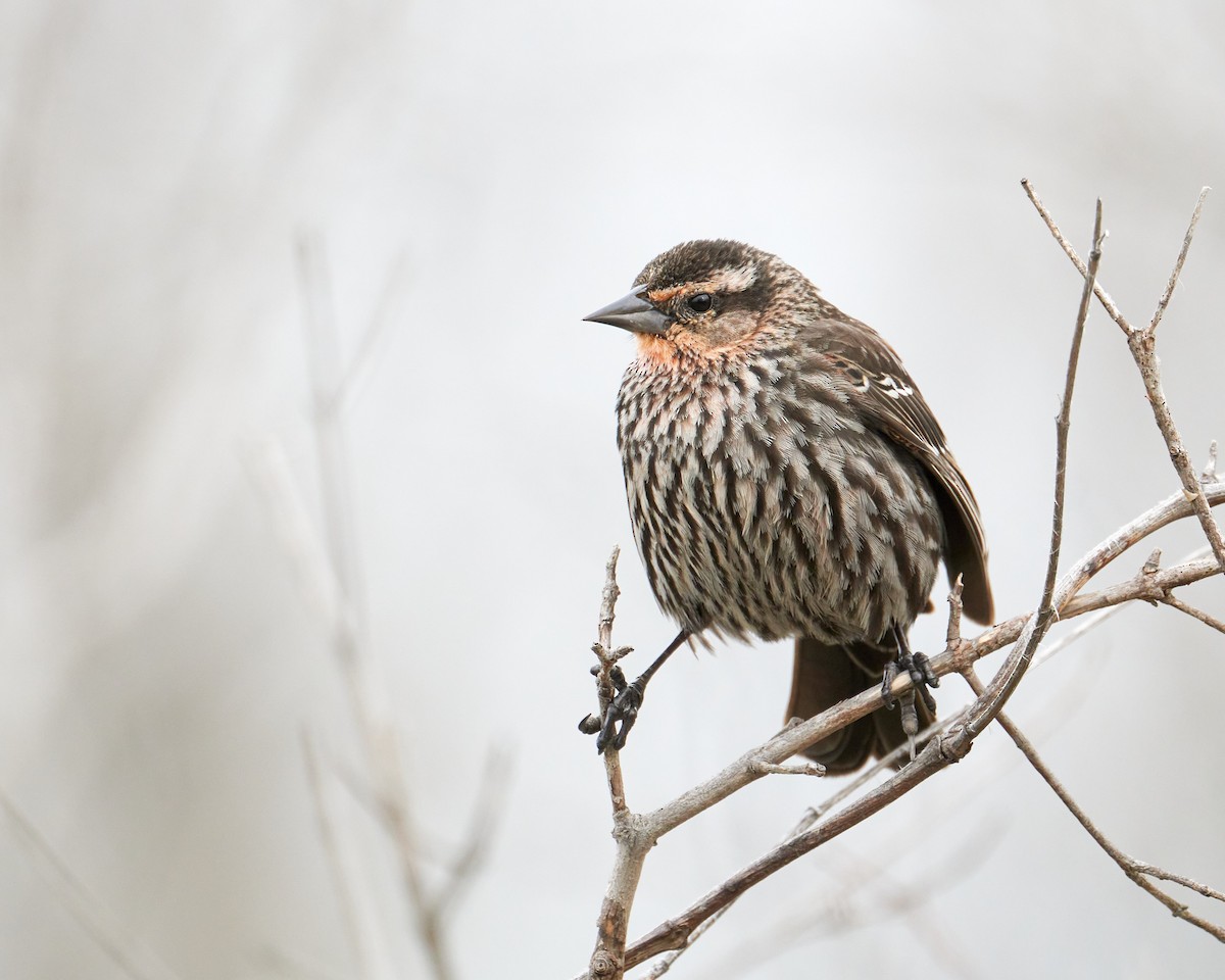 Red-winged Blackbird - Alex Eisengart