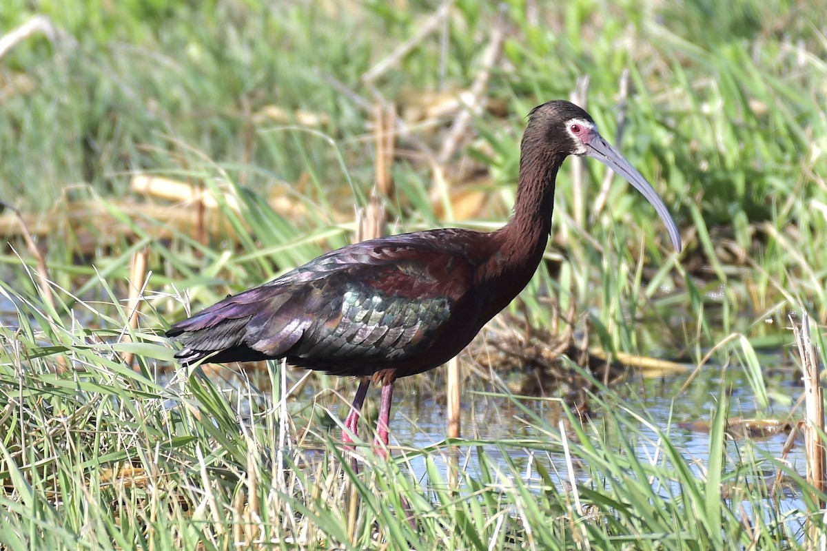 White-faced Ibis - Dennis Kruse