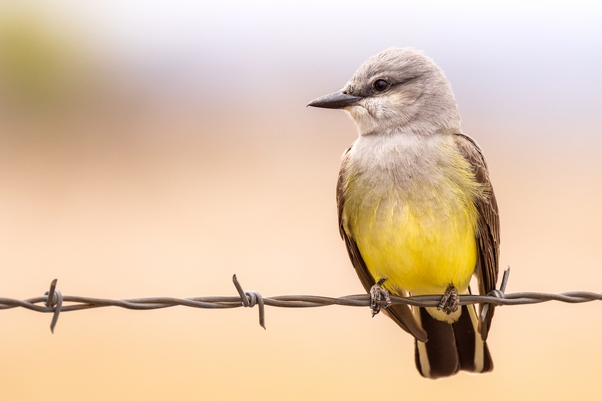 Western Kingbird - ML442858511