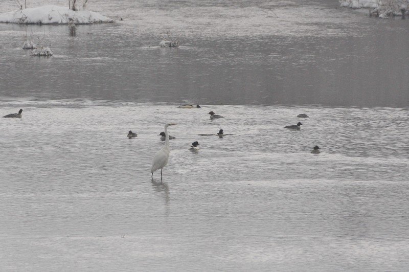 Great Egret - ML44285871