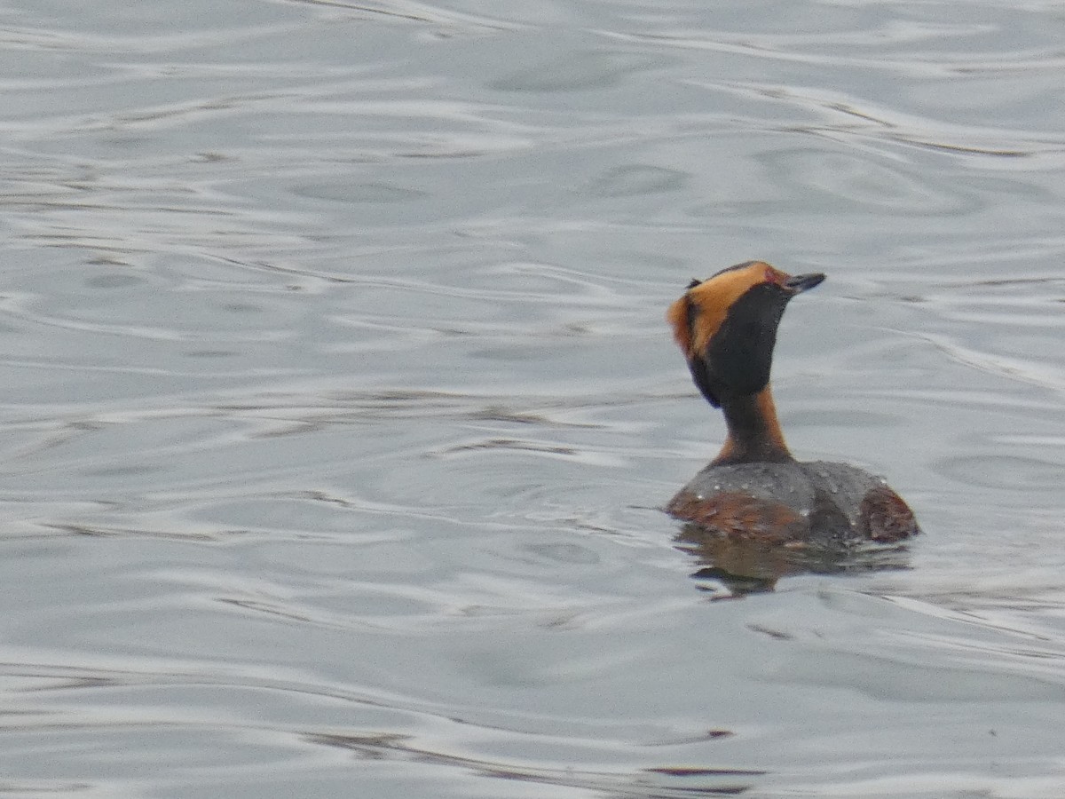 Horned Grebe - ML442858881