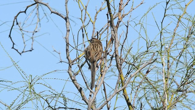 Chotoy Spinetail - ML442859521