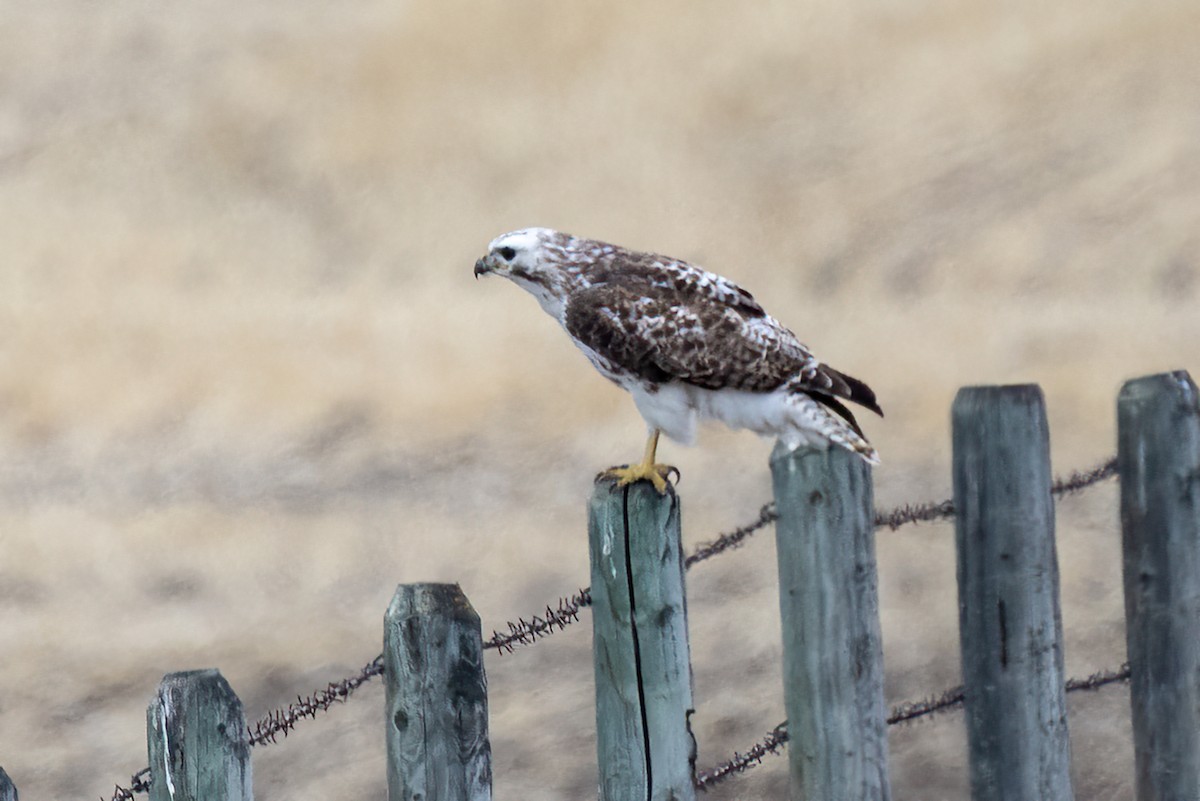 Red-tailed Hawk - ML442860771