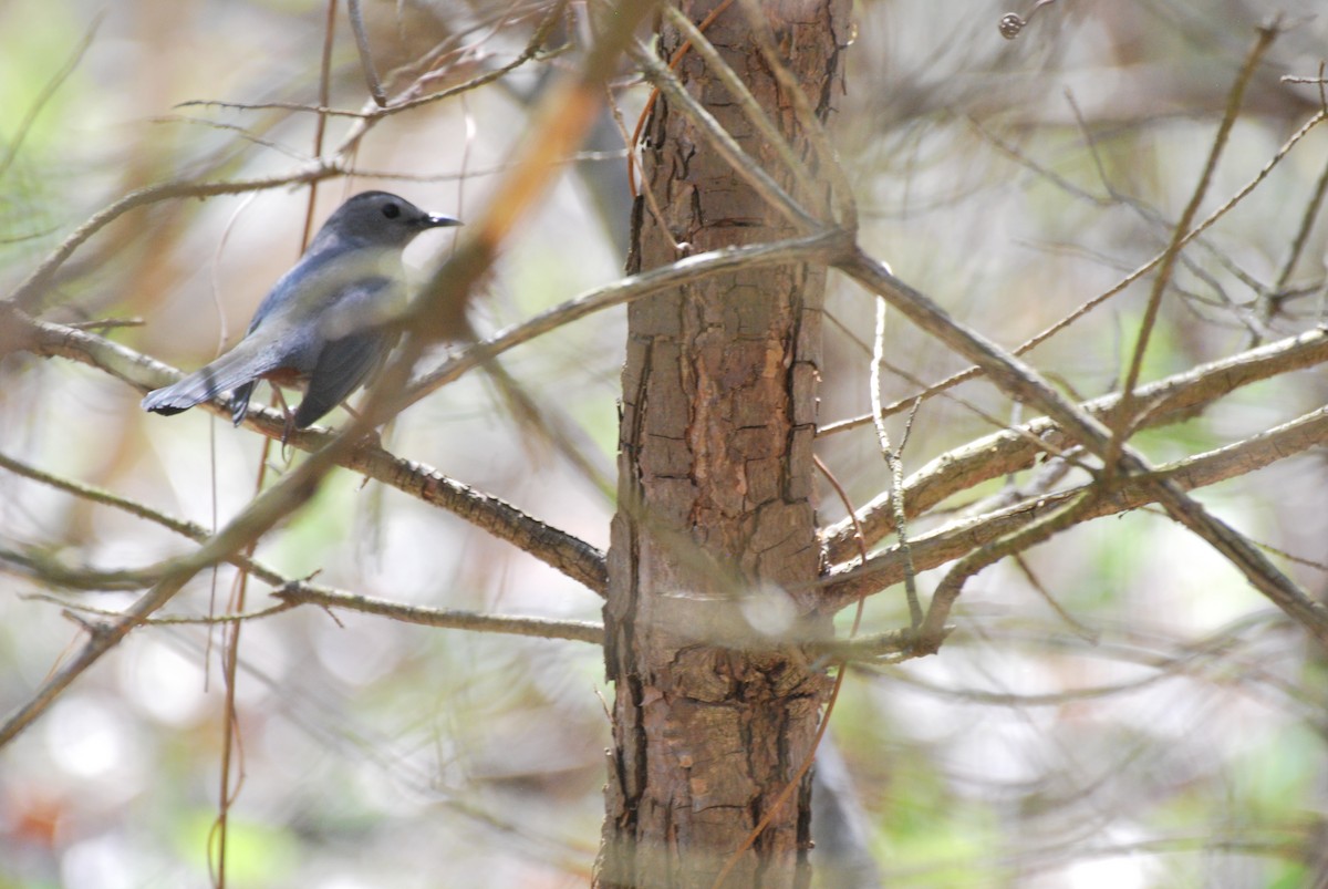 Gray Catbird - ML442861301