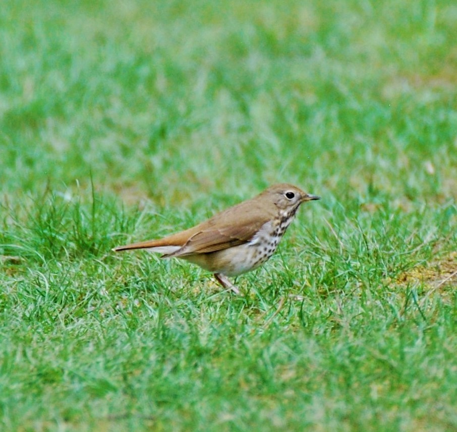 Hermit Thrush (faxoni/crymophilus) - ML442861601