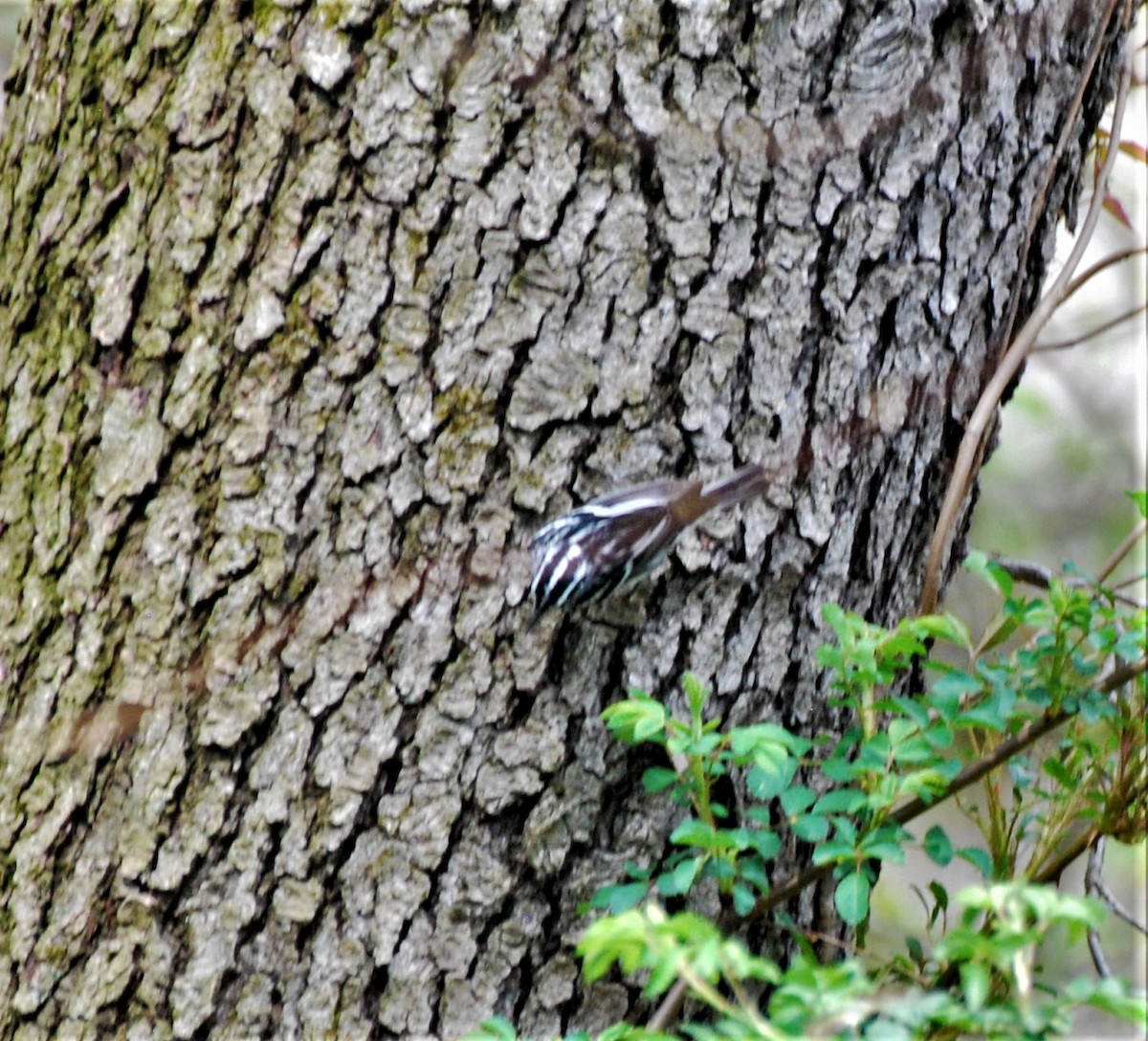 Black-and-white Warbler - Rick Raymondi