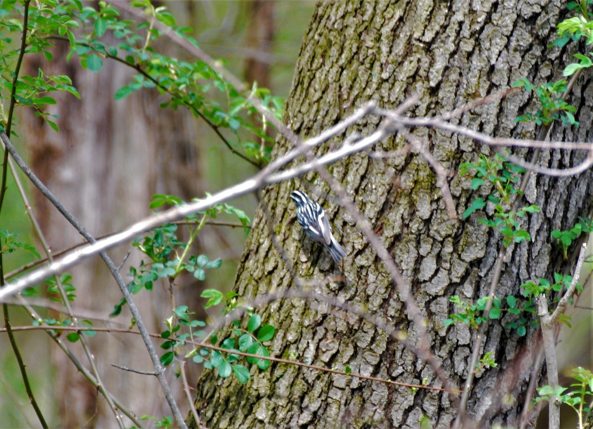 Black-and-white Warbler - Rick Raymondi