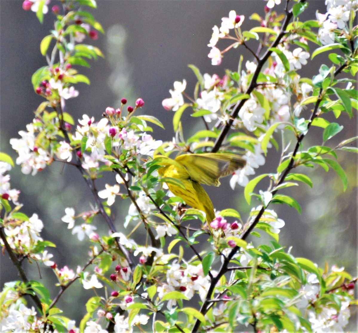 Yellow Warbler - Rick Raymondi