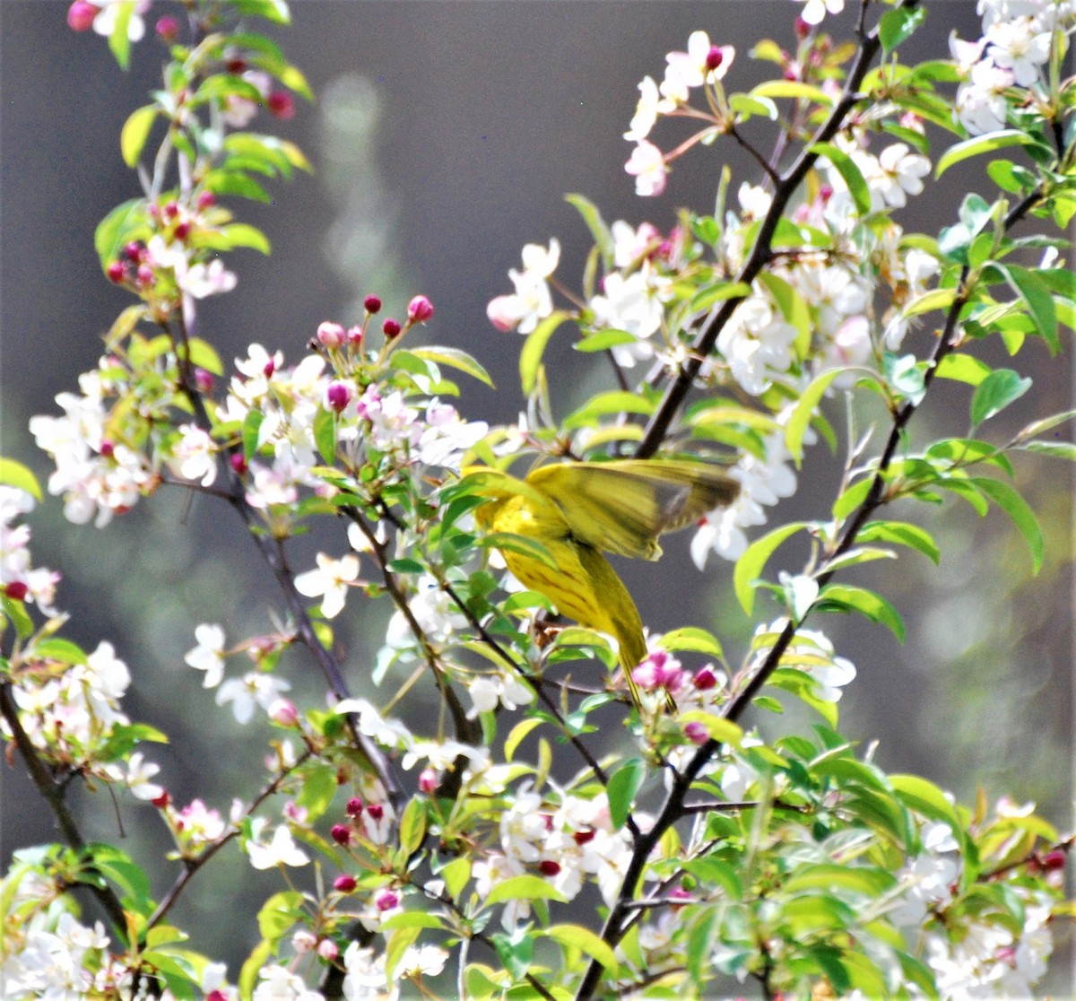 Yellow Warbler - ML442862591