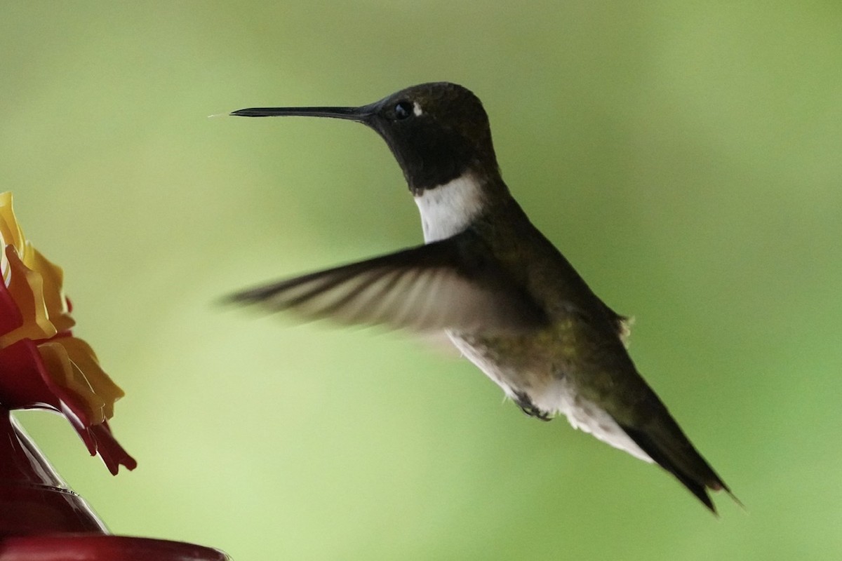 Black-chinned Hummingbird - ML442862671