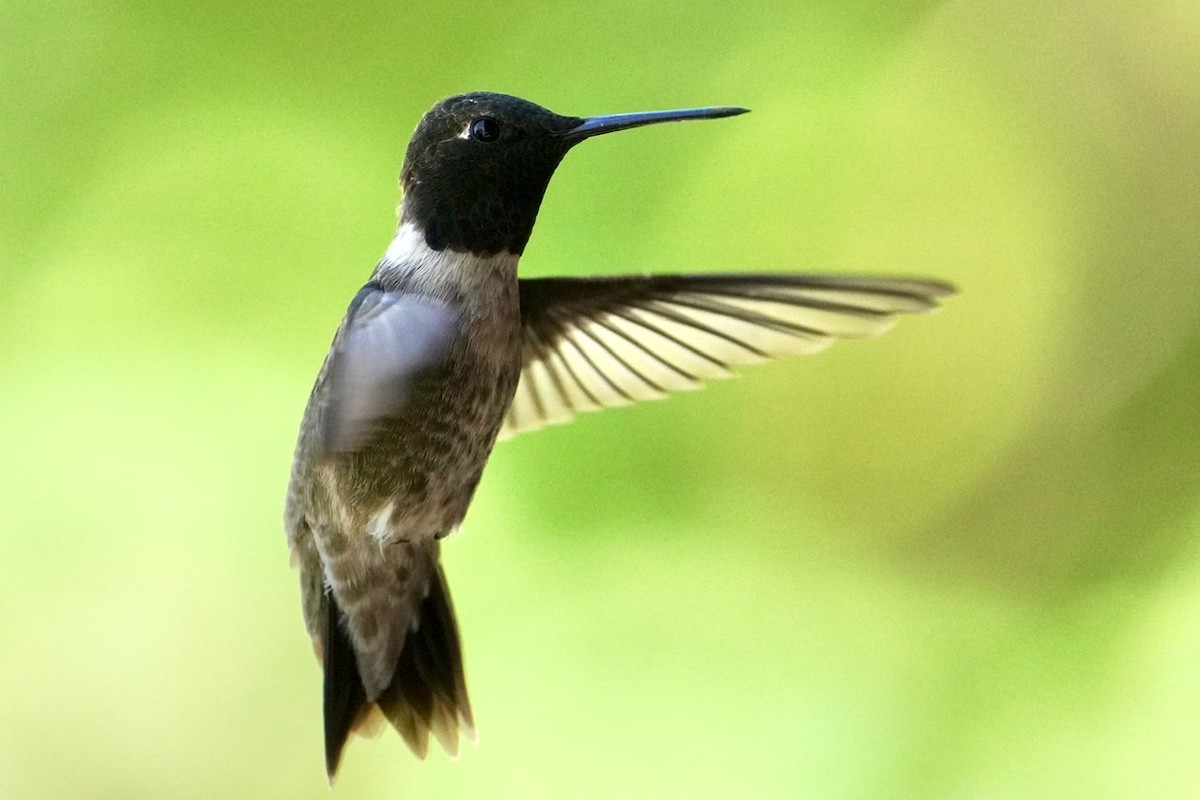 Black-chinned Hummingbird - ML442862721