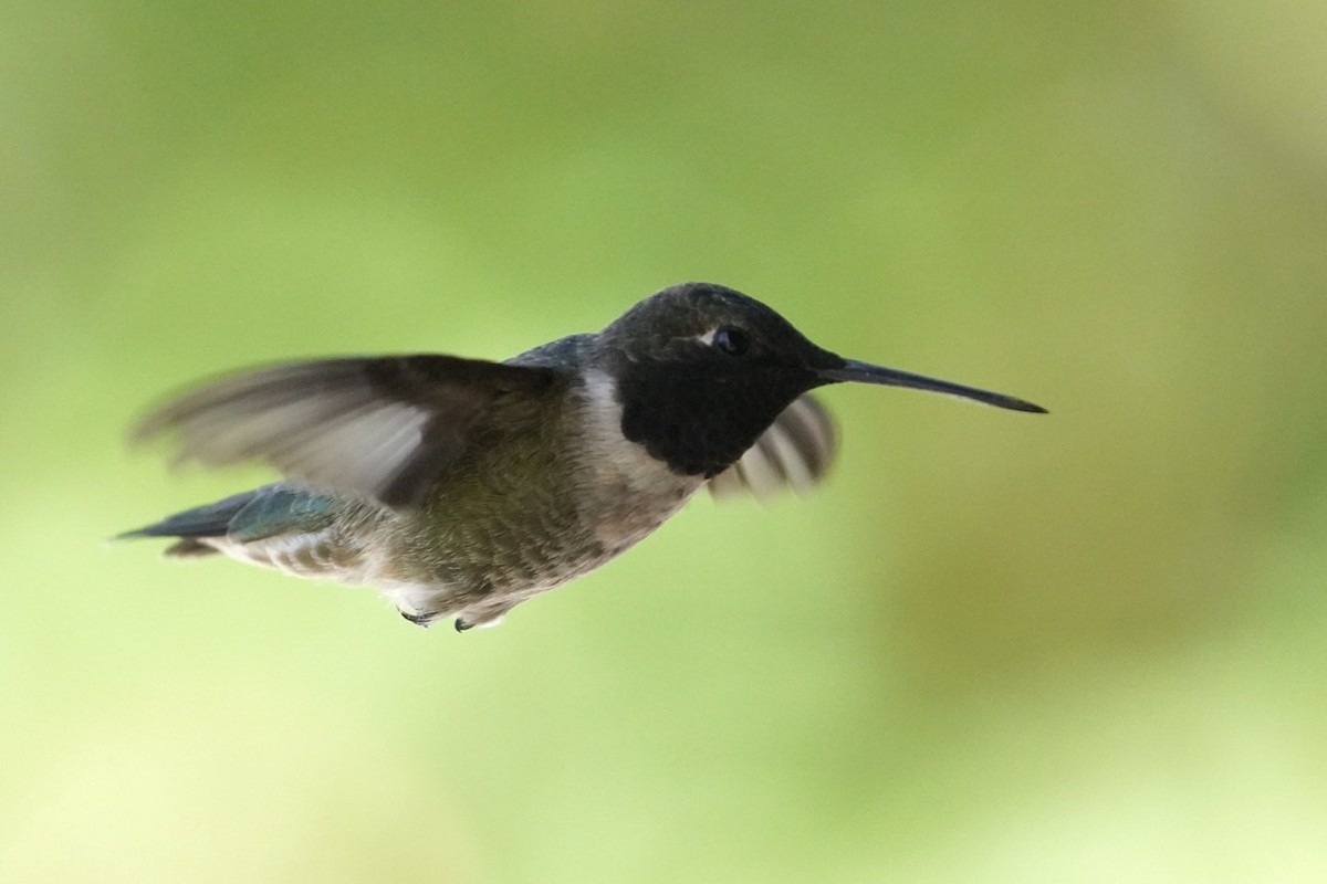 Black-chinned Hummingbird - ML442862751
