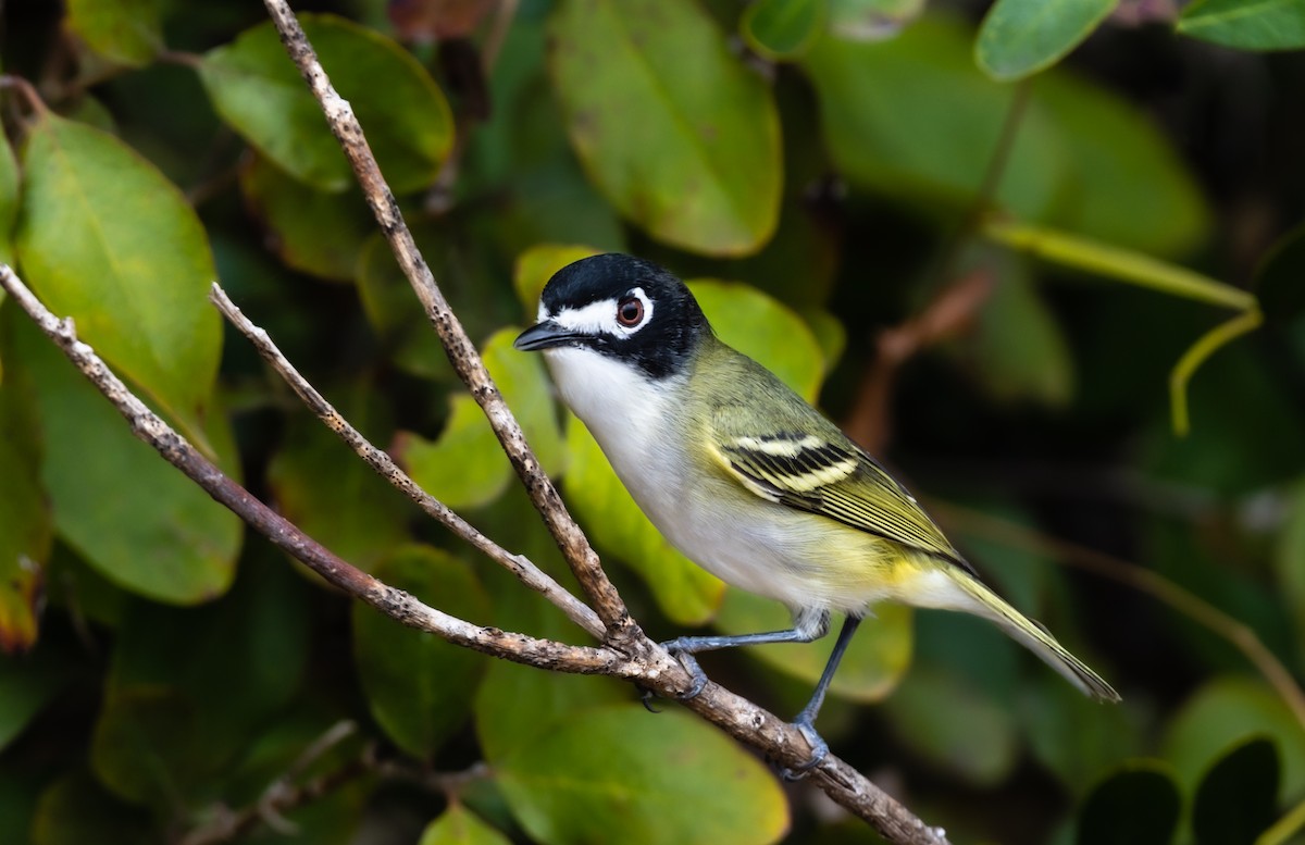 Black-capped Vireo - ML442863351
