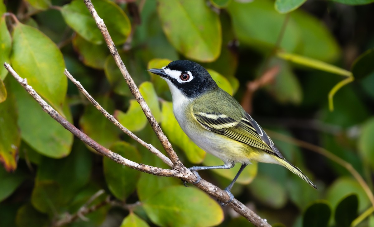 Black-capped Vireo - ML442863371