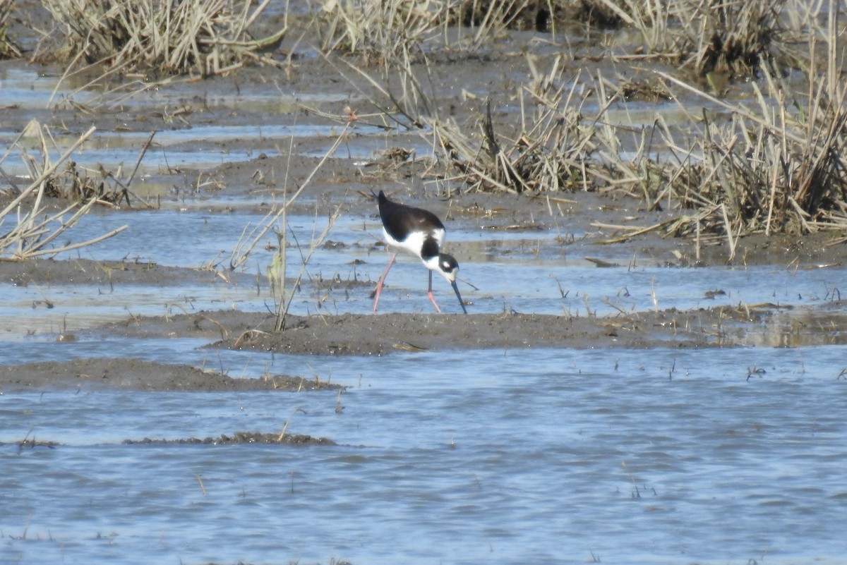 Black-necked Stilt - ML442864601