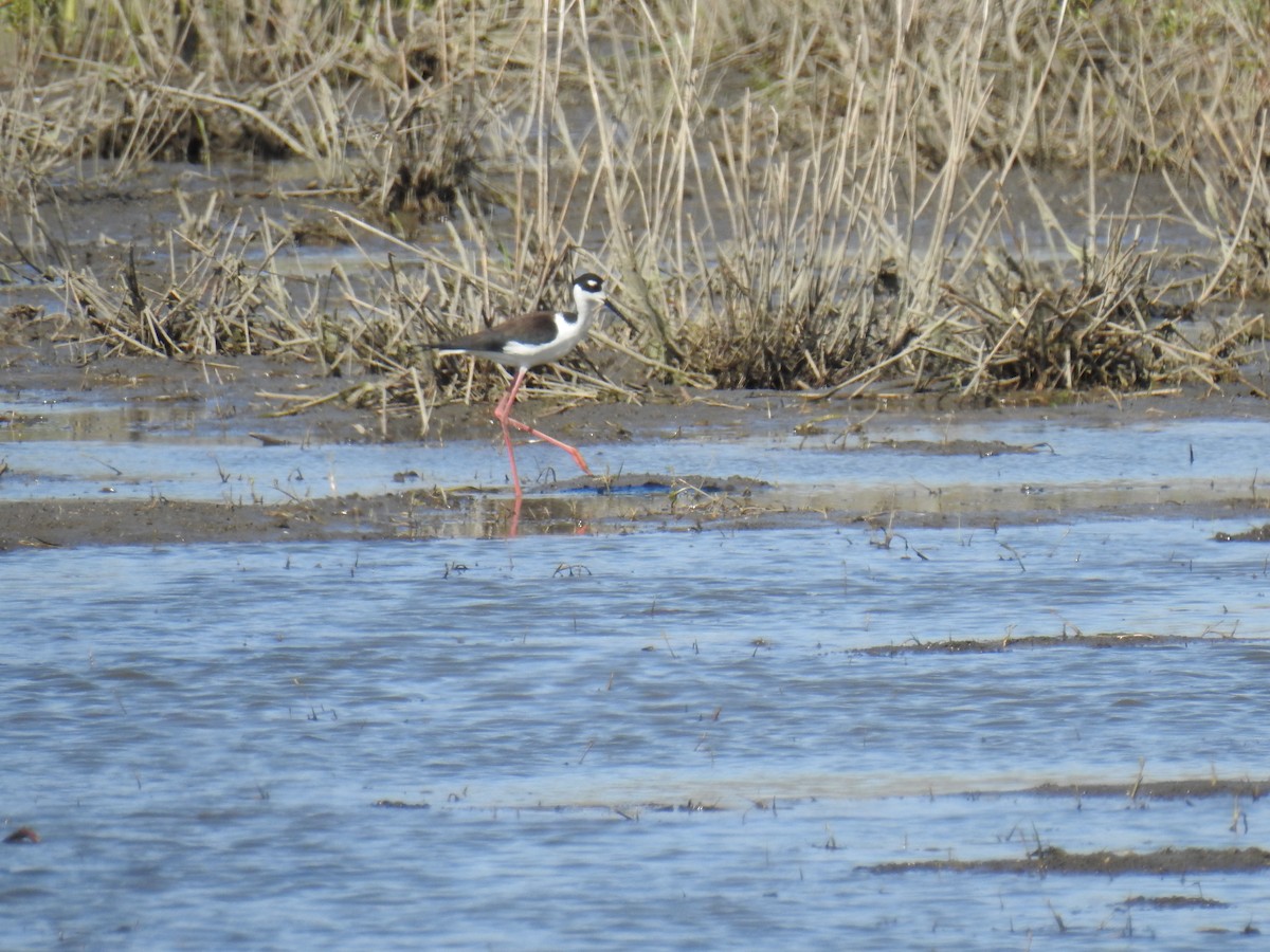 Black-necked Stilt - ML442865111