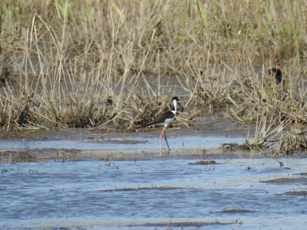 Black-necked Stilt - ML442865471