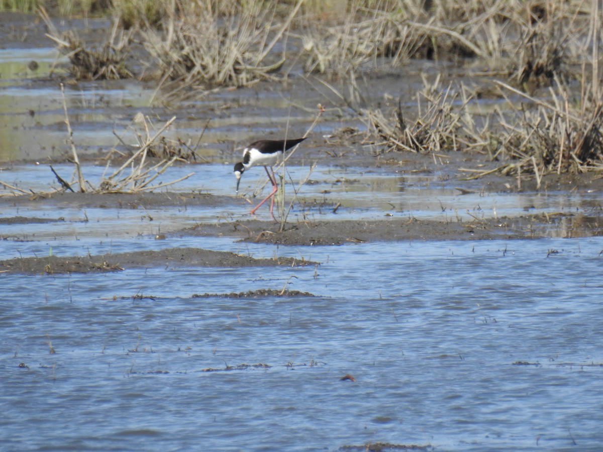 Black-necked Stilt - ML442865711