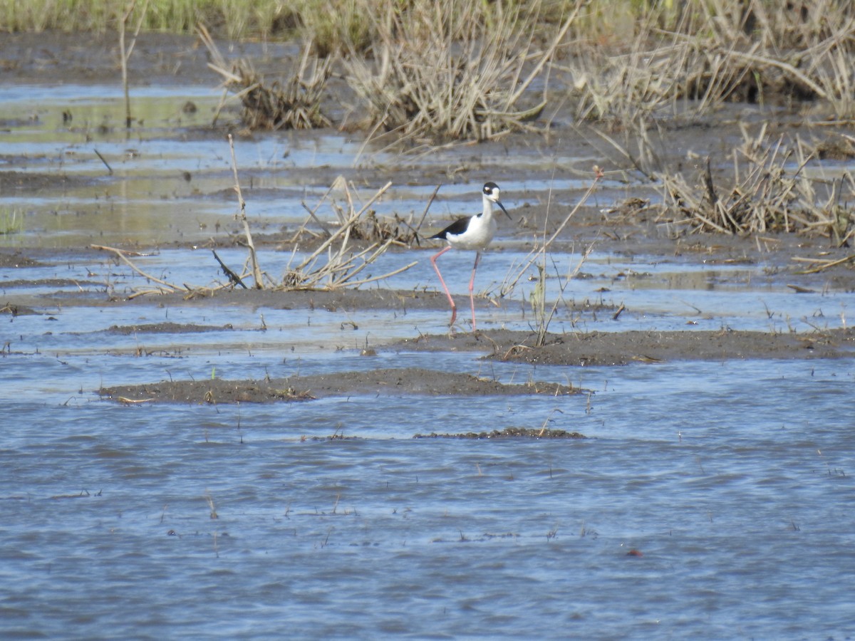 Black-necked Stilt - ML442865721