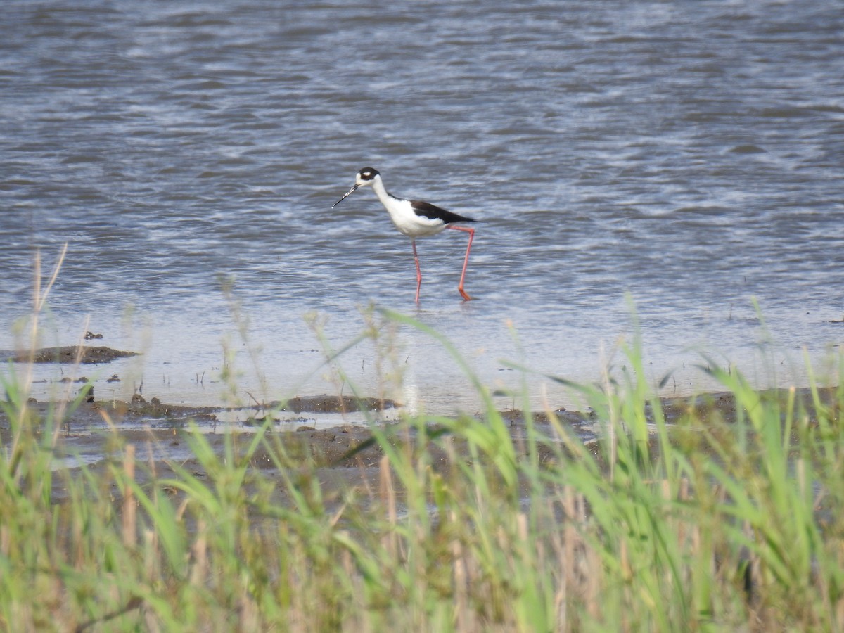 Black-necked Stilt - ML442865731