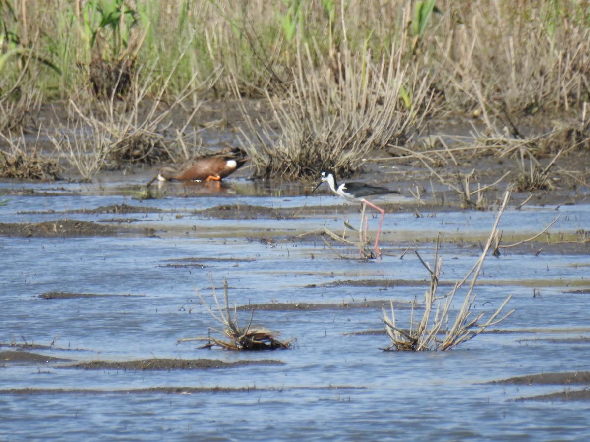 Black-necked Stilt - ML442866051
