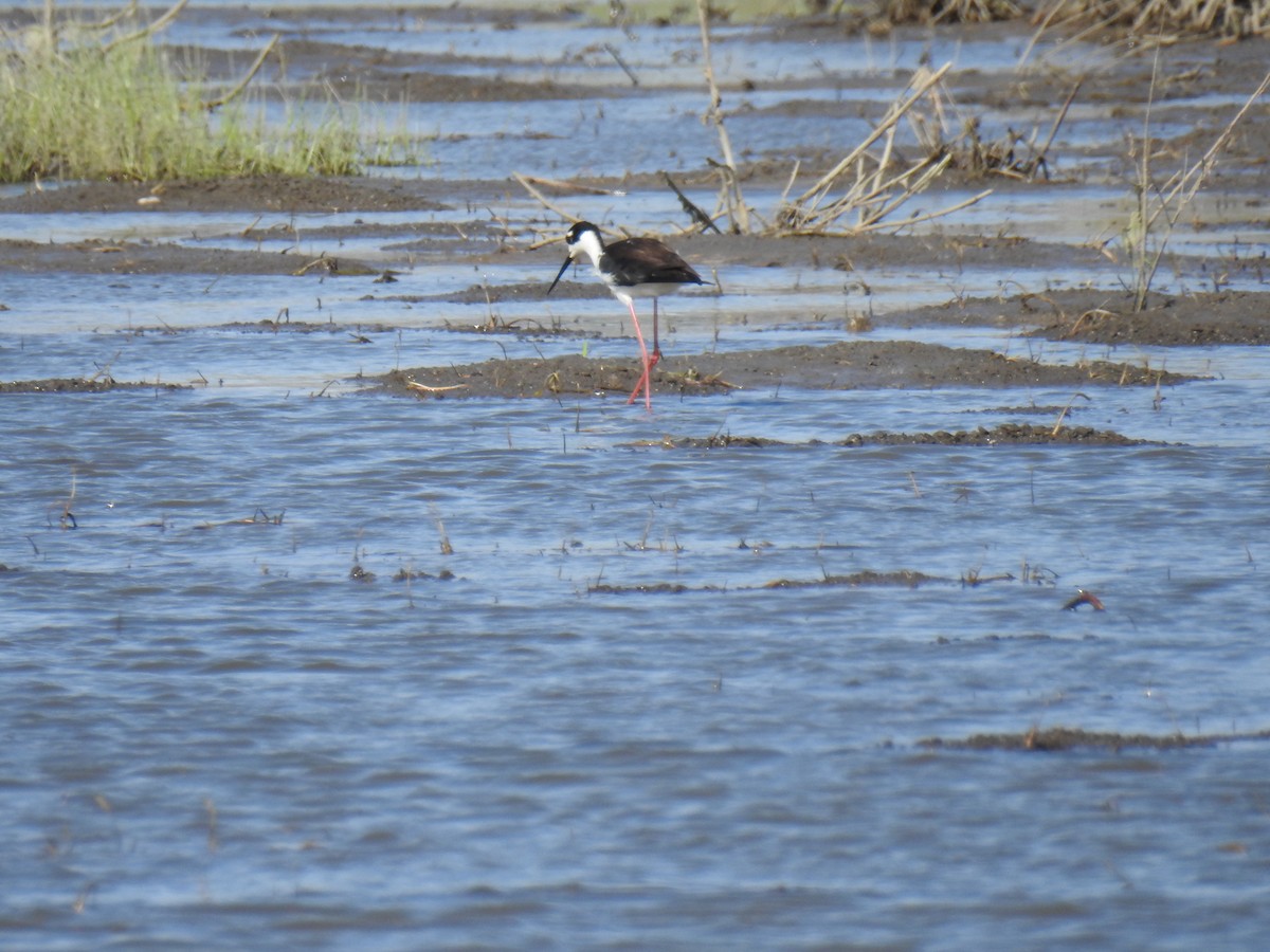 Black-necked Stilt - ML442866311