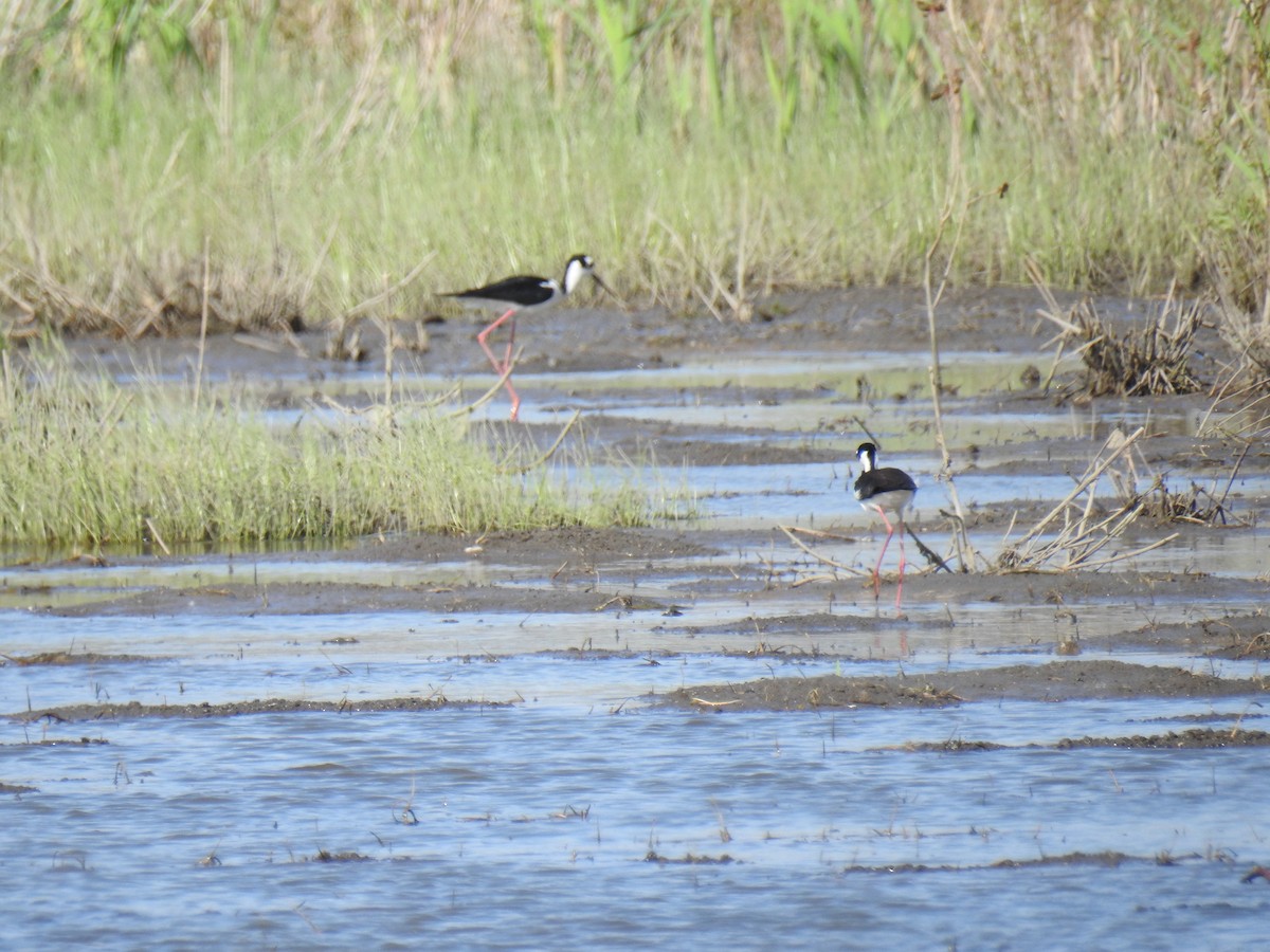 Black-necked Stilt - ML442866961