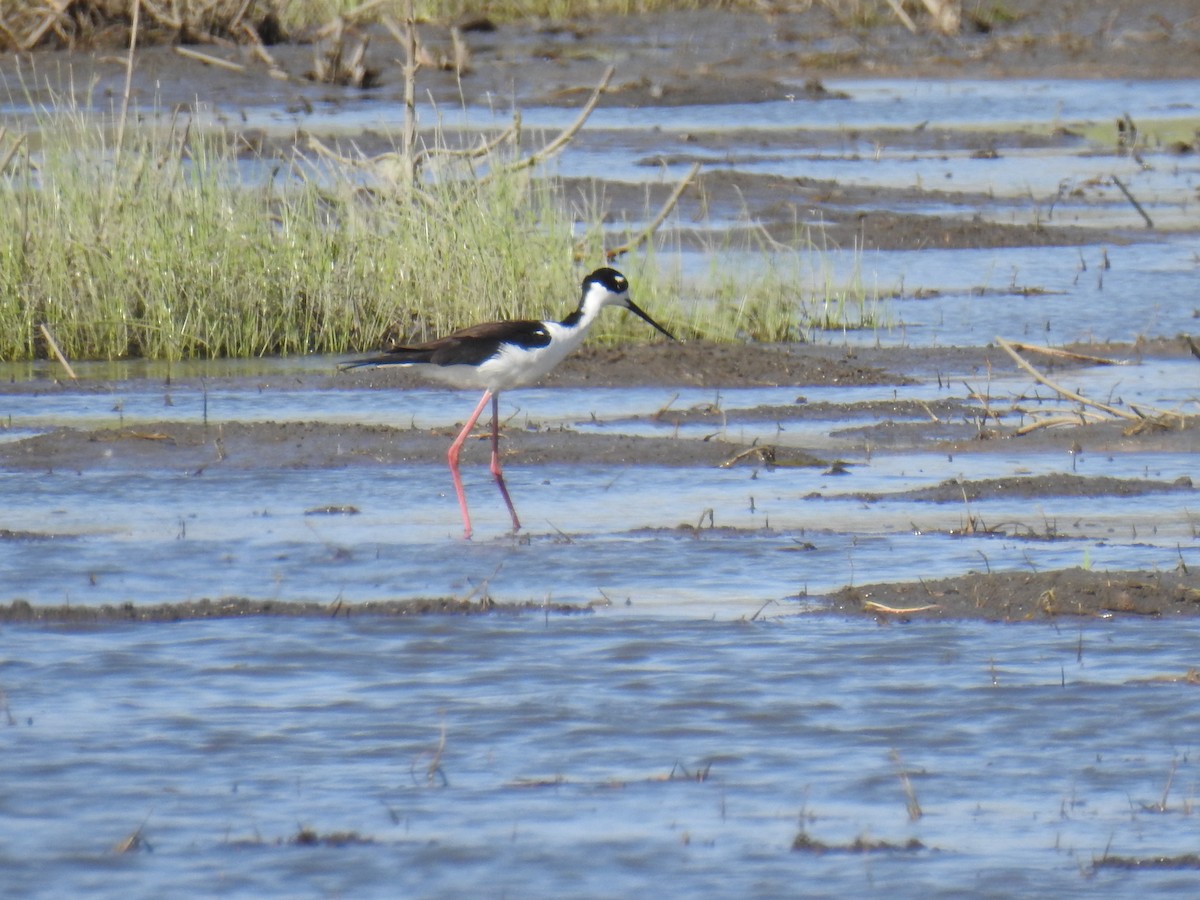 Black-necked Stilt - ML442867191