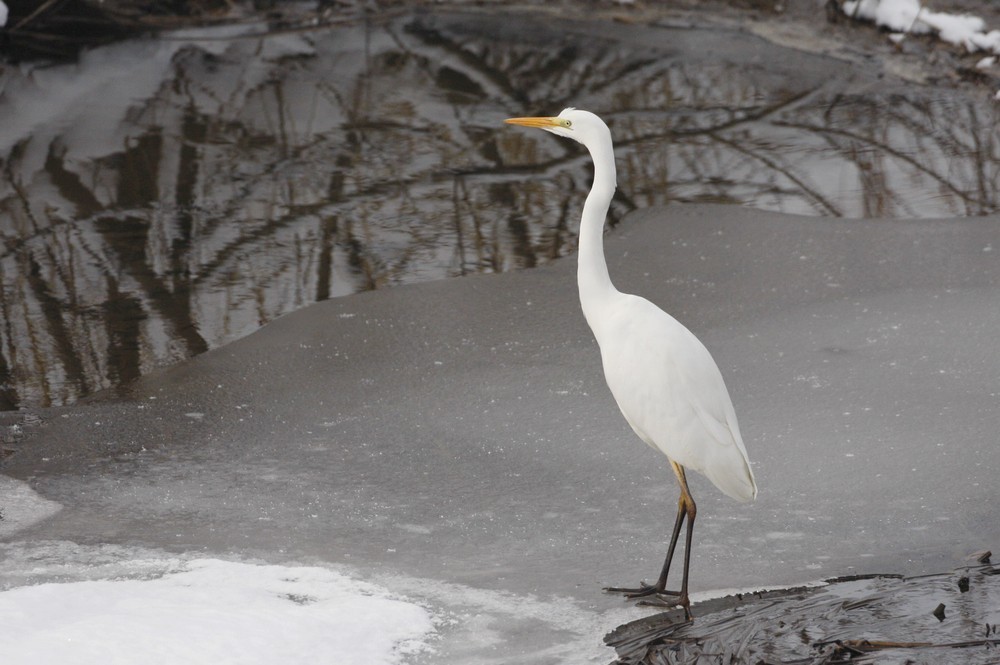 Great Egret - ML44286771