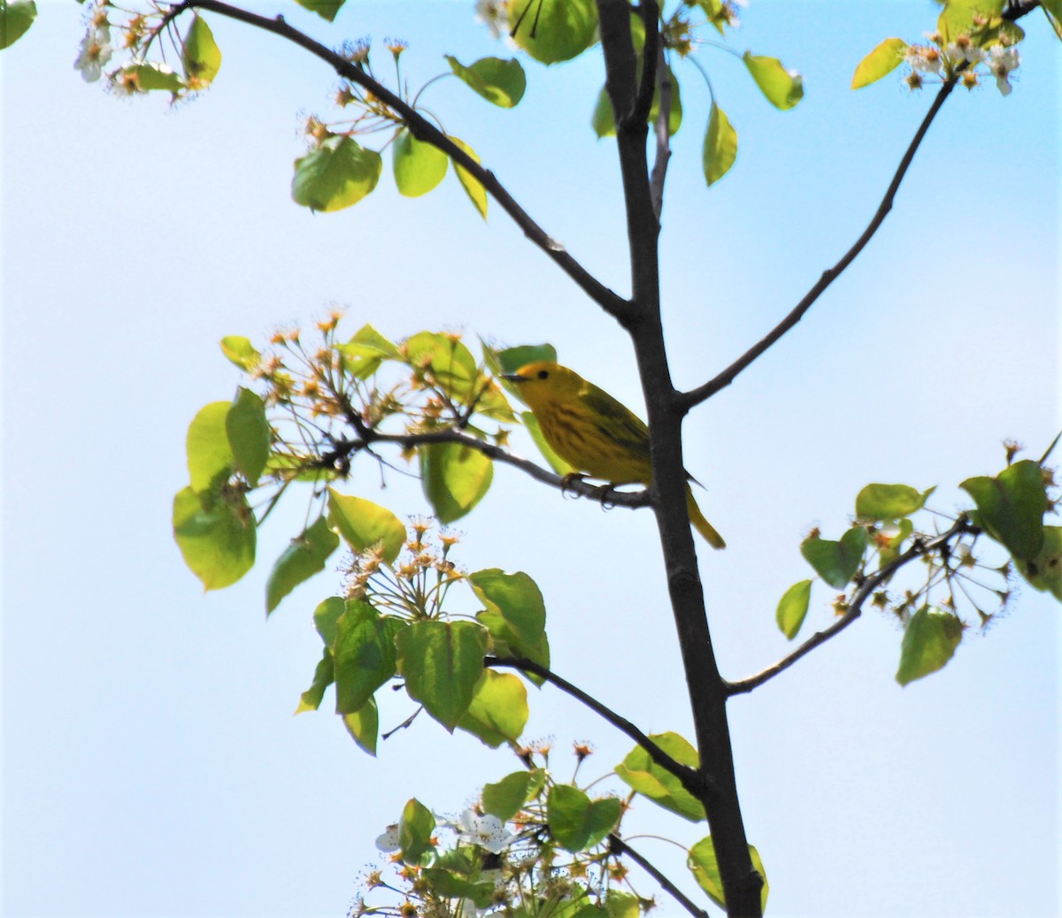 Yellow Warbler - Rick Raymondi